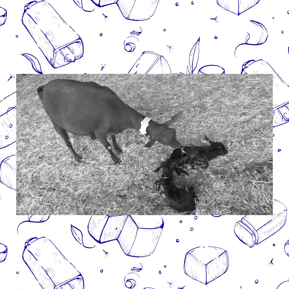 Ganadería El De Sereix