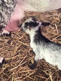 foto_cabra Florida_1