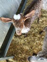 foto_cabra Florida_2